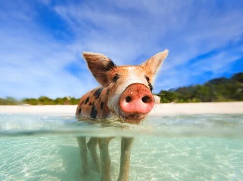 Swimming pig in The Bahamas