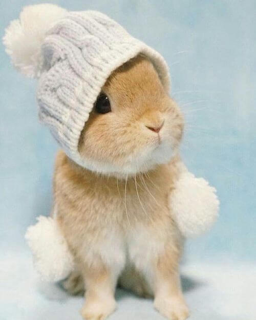  Sweet bunny